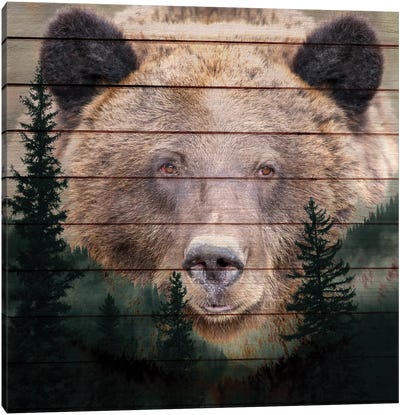 Gaze Canvas Art Print - Grizzly Bear Art