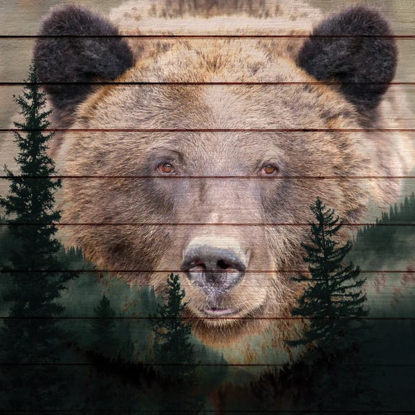 Brown Bears: Gaze by Kimberly Allen