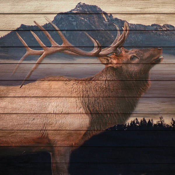 Moose: King by Kimberly Allen