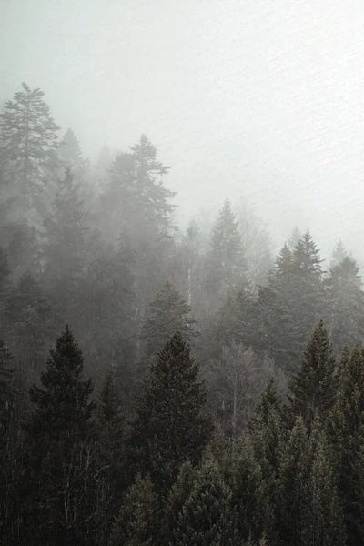 Evergreen Trees: Mist I by Kimberly Allen
