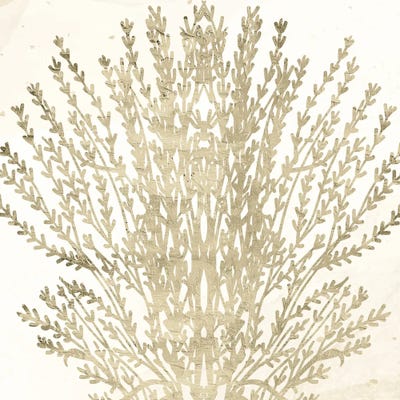 Sand Coral II by Kimberly Allen framed canvas print