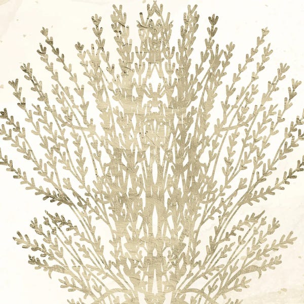 Coral: Sand Coral II by Kimberly Allen