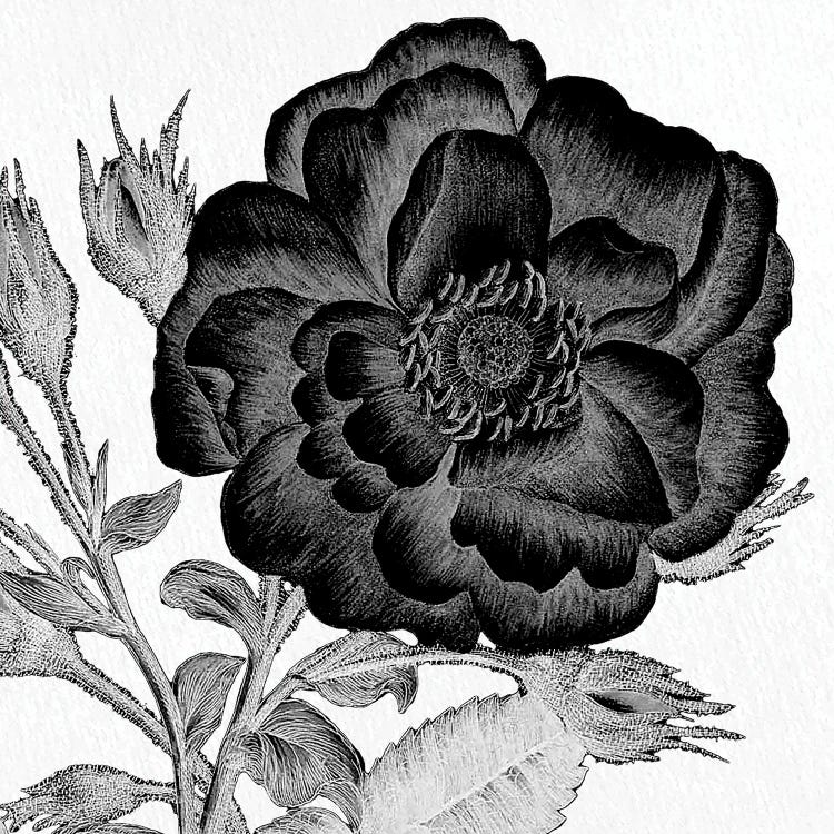 Black & White Bloom I