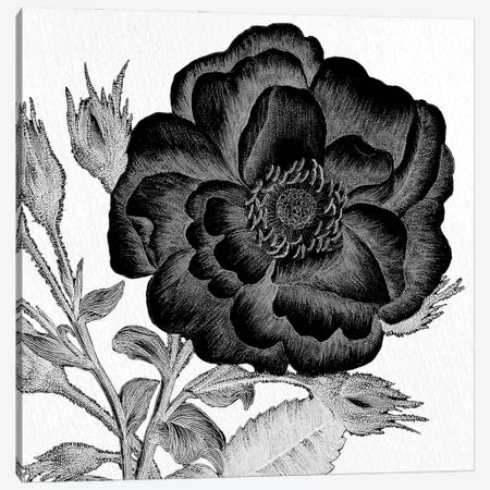 Black & White Bloom I Canvas Print #KAL1537} by Kimberly Allen Art Print