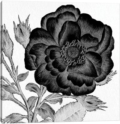 Black & White Bloom I Canvas Art Print
