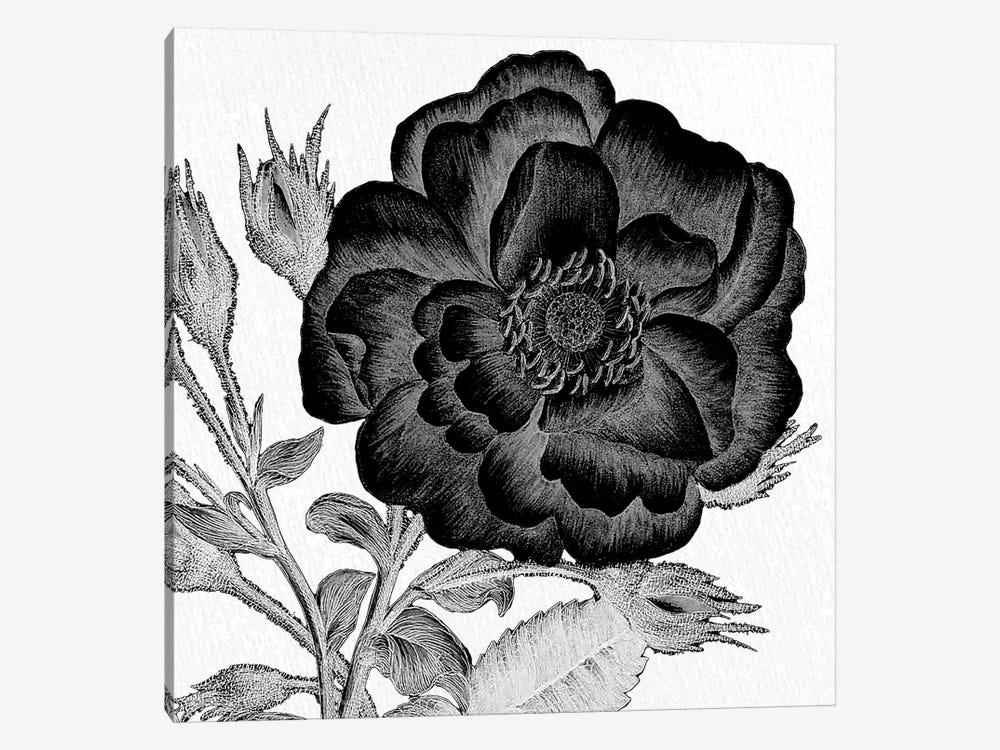 Black & White Bloom I by Kimberly Allen 1-piece Canvas Art Print