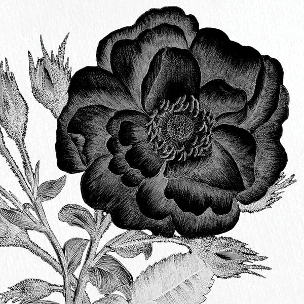 Black & White Florals: Black & White Bloom I by Kimberly Allen
