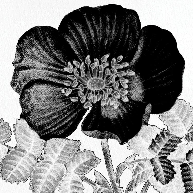 Black & White Bloom II