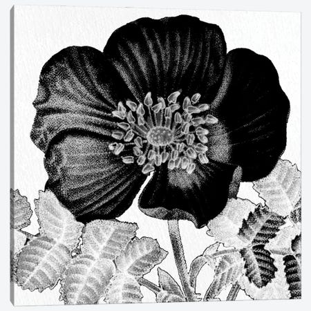 Black & White Bloom II Canvas Print #KAL1538} by Kimberly Allen Canvas Wall Art