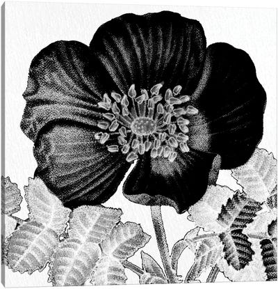 Black & White Bloom II Canvas Art Print