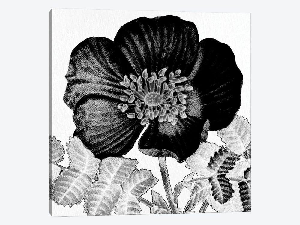 Black & White Bloom II by Kimberly Allen 1-piece Canvas Art
