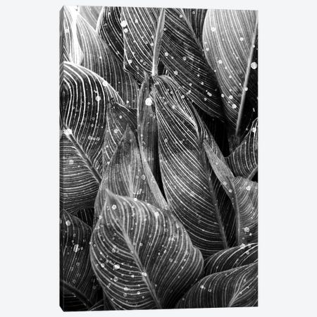Midnight Palm Leaves In Black & White I Canvas Print #KAL1544} by Kimberly Allen Canvas Art