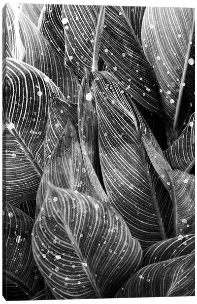 Midnight Palm Leaves In Black & White I Canvas Art Print