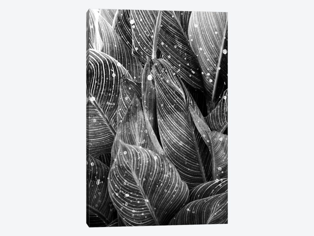 Midnight Palm Leaves In Black & White I by Kimberly Allen 1-piece Art Print