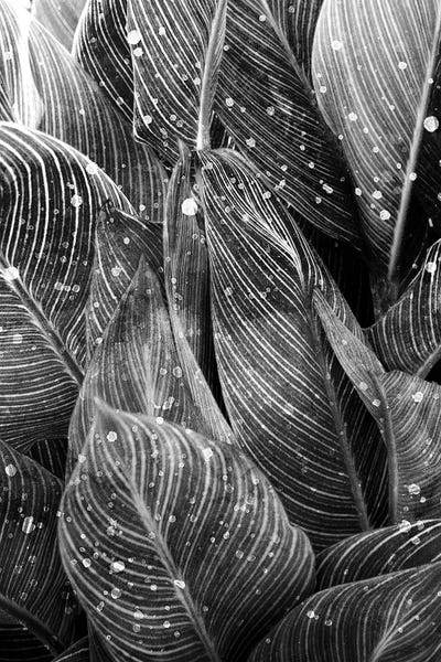 Black & White Florals: Midnight Palm Leaves In Black & White I by Kimberly Allen
