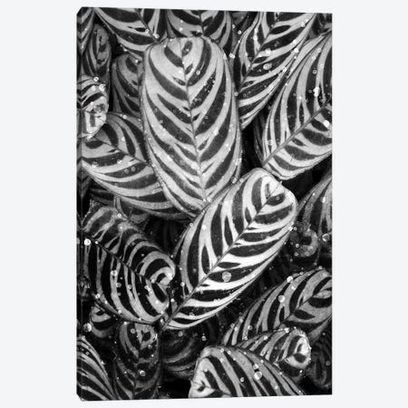 Midnight Palm Leaves In Black & White II Canvas Print #KAL1545} by Kimberly Allen Canvas Wall Art