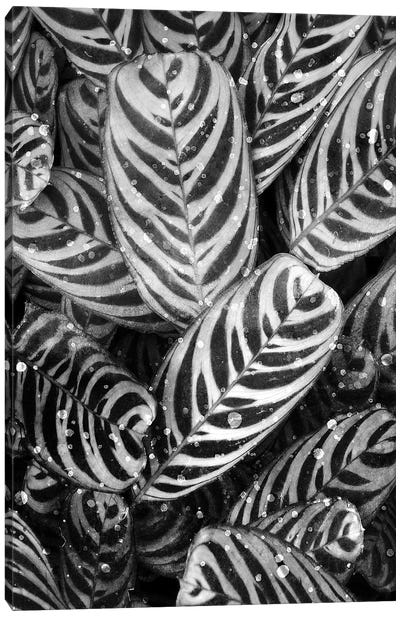 Midnight Palm Leaves In Black & White II Canvas Art Print