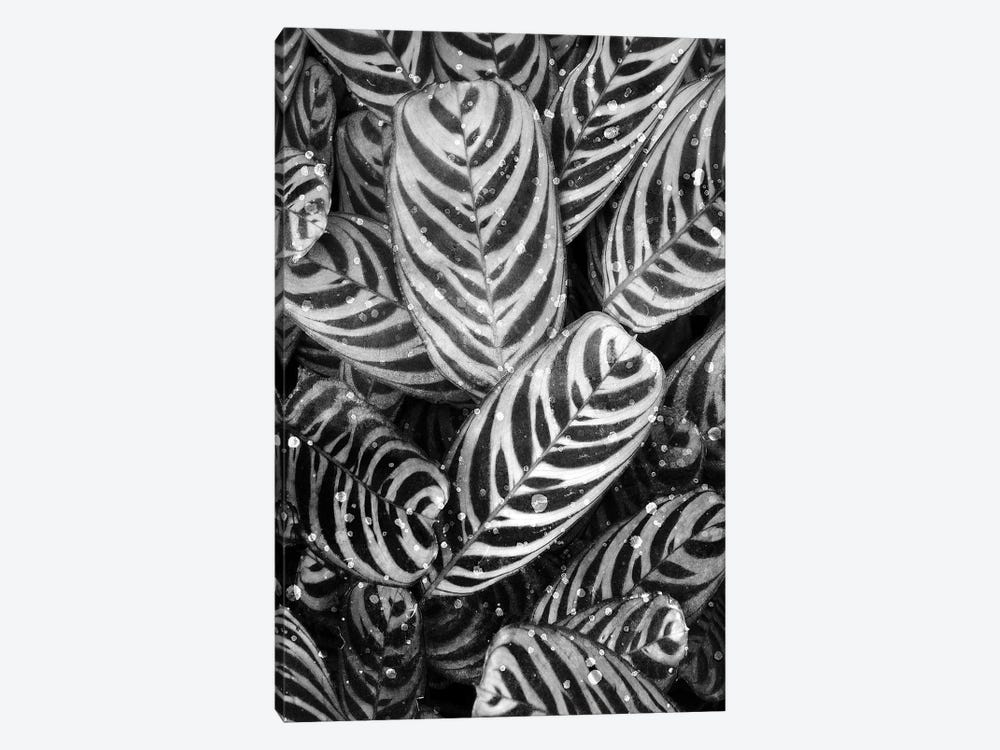 Midnight Palm Leaves In Black & White II by Kimberly Allen 1-piece Canvas Wall Art