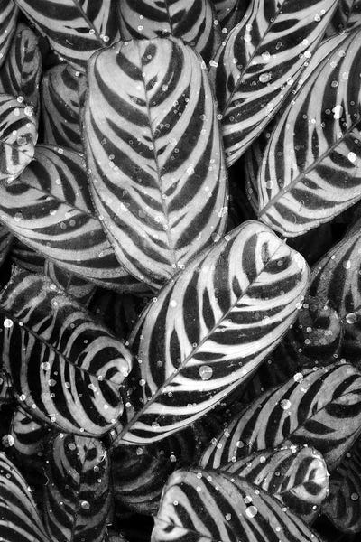 Black & White Florals: Midnight Palm Leaves In Black & White II by Kimberly Allen