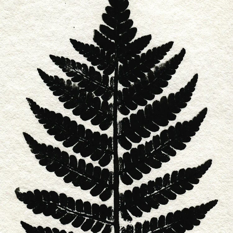 Pressed Fern II