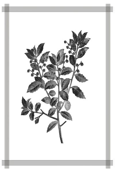 Black & White Florals: Pressed II by Kimberly Allen