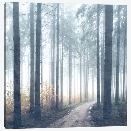 Forest Road Canvas Print #KAL1589} by Kimberly Allen Canvas Art Print