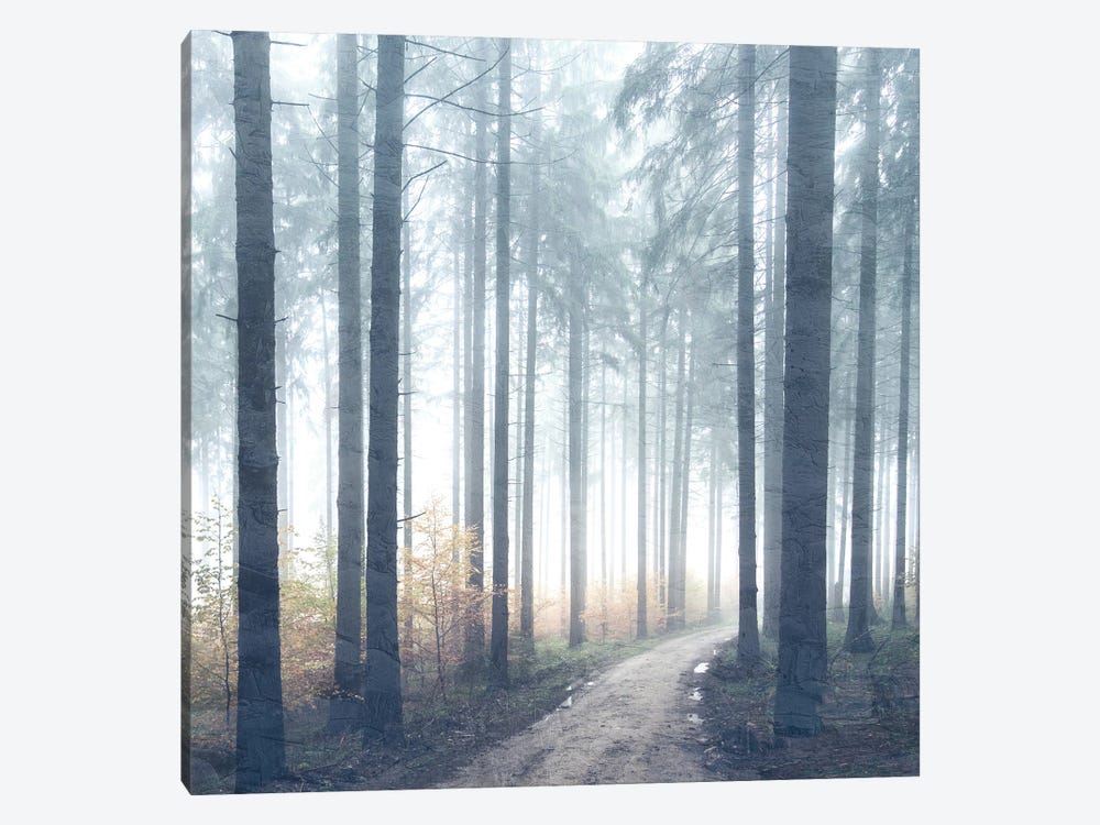 Forest Road by Kimberly Allen 1-piece Canvas Art