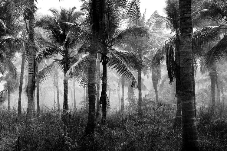 Palms Black And White