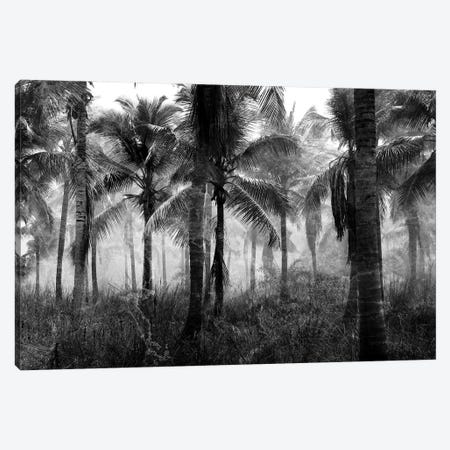 Palms Black And White Canvas Print #KAL1598} by Kimberly Allen Canvas Artwork