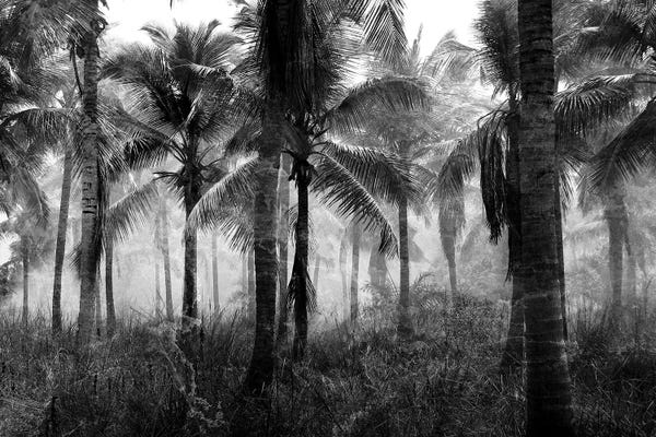 Fine Art Print: Palms Black And White by Kimberly Allen