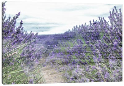 Lavender Field Canvas Art Print - Lavender Art