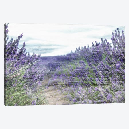 Lavender Field Canvas Print #KAL162} by Kimberly Allen Canvas Art Print