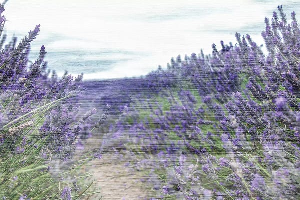 A.D. Lines Eurogroup Inc.: Lavender Field by Kimberly Allen