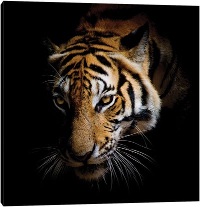 Harm Canvas Art Print - Tiger Art