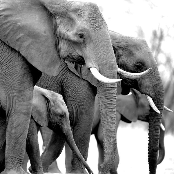 Baby Animals: Your Treasure by Kimberly Allen