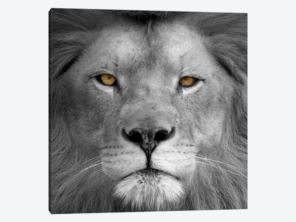 Lion Power by Kimberly Allen 1-piece Canvas Print