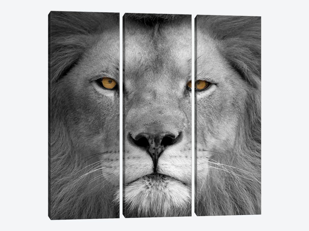 Lion Power by Kimberly Allen 3-piece Canvas Print