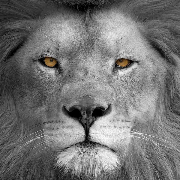 Lion Power