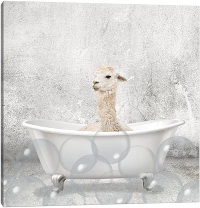 Baby Llama Bath Canvas Art Print - Farm Animal Art