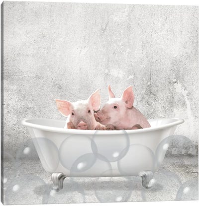Baby Piglets Bath Canvas Art Print - Animal Humor Art