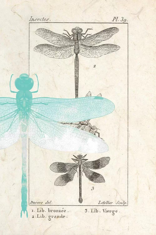Field Guide I by Kimberly Allen wall art