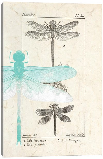 Field Guide I Canvas Art Print - Dragonfly Art