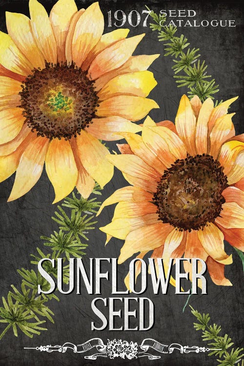 Sunflower Seed by Kimberly Allen wall art