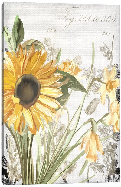 Wildflower Guide I Canvas Art Print - Kimberly Allen