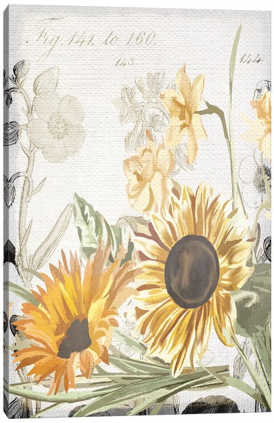 Wildflower Guide II Canvas Art Print - Kimberly Allen