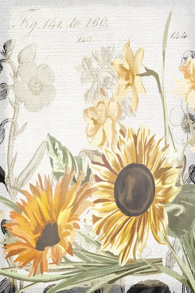 French Country Décor: Wildflower Guide II by Kimberly Allen