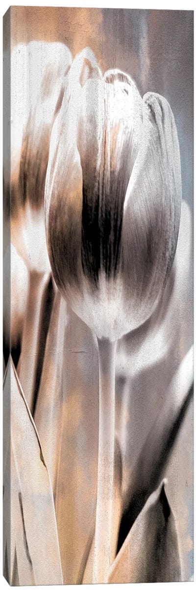 Tulip I Canvas Art Print - Black, White & Gold Art
