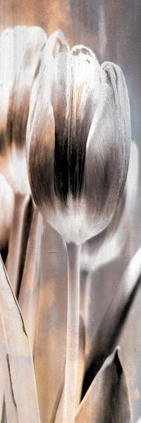 Tulips: Tulip I by Kimberly Allen