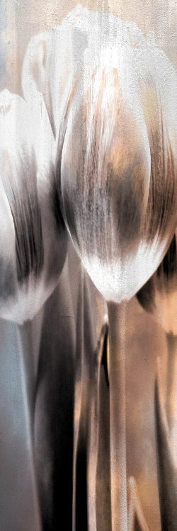Tulip II by Kimberly Allen wall art