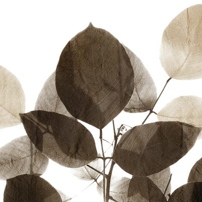 Chocolate Leaves I by Kimberly Allen canvas print